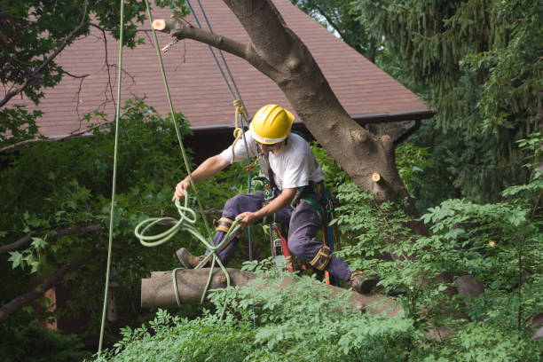 Best Hedge Trimming  in Viroqua, WI